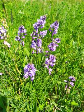 Image of Polygala comosa subsp. comosa