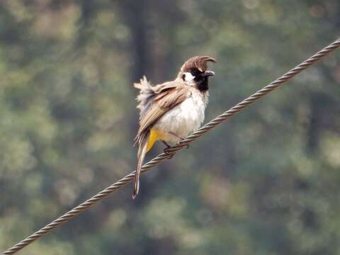 Image of Himalayan Bulbul