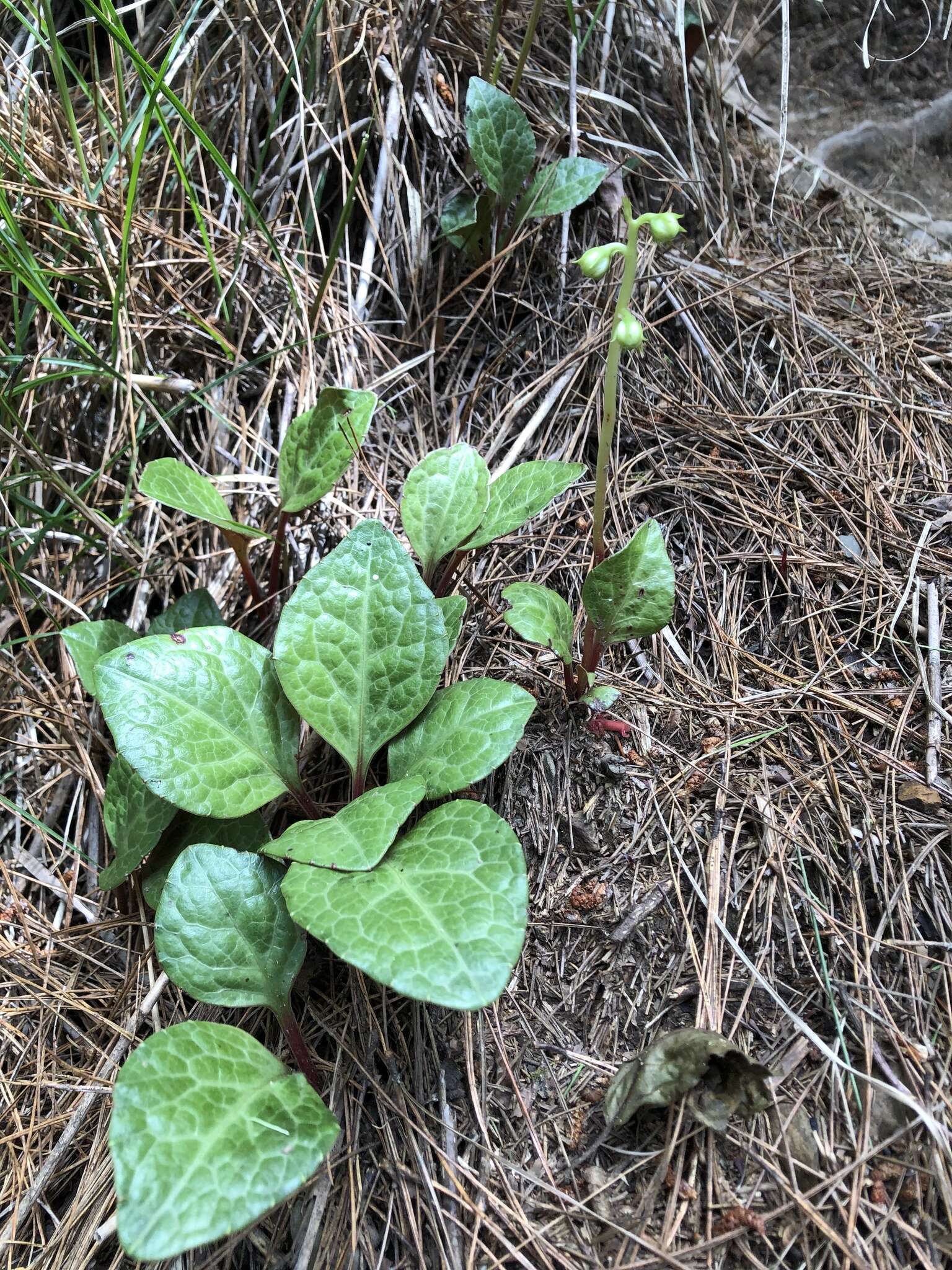 Image of Pyrola japonica Klenze ex Alef.