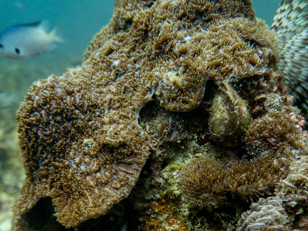 Image of Spine coral