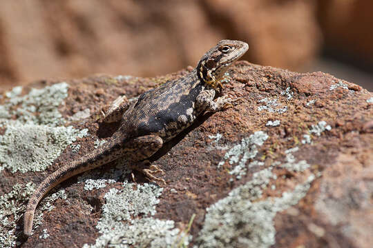 Image of Ctenophorus modestus