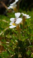 Image of Euphrasia disperma Hook. fil.