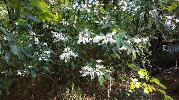 Image of Christmas Mintbush