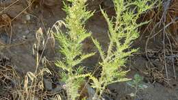 Image of weakleaf bur ragweed