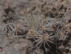 Image of Mammillaria crinita subsp. leucantha (Boed.) D. R. Hunt