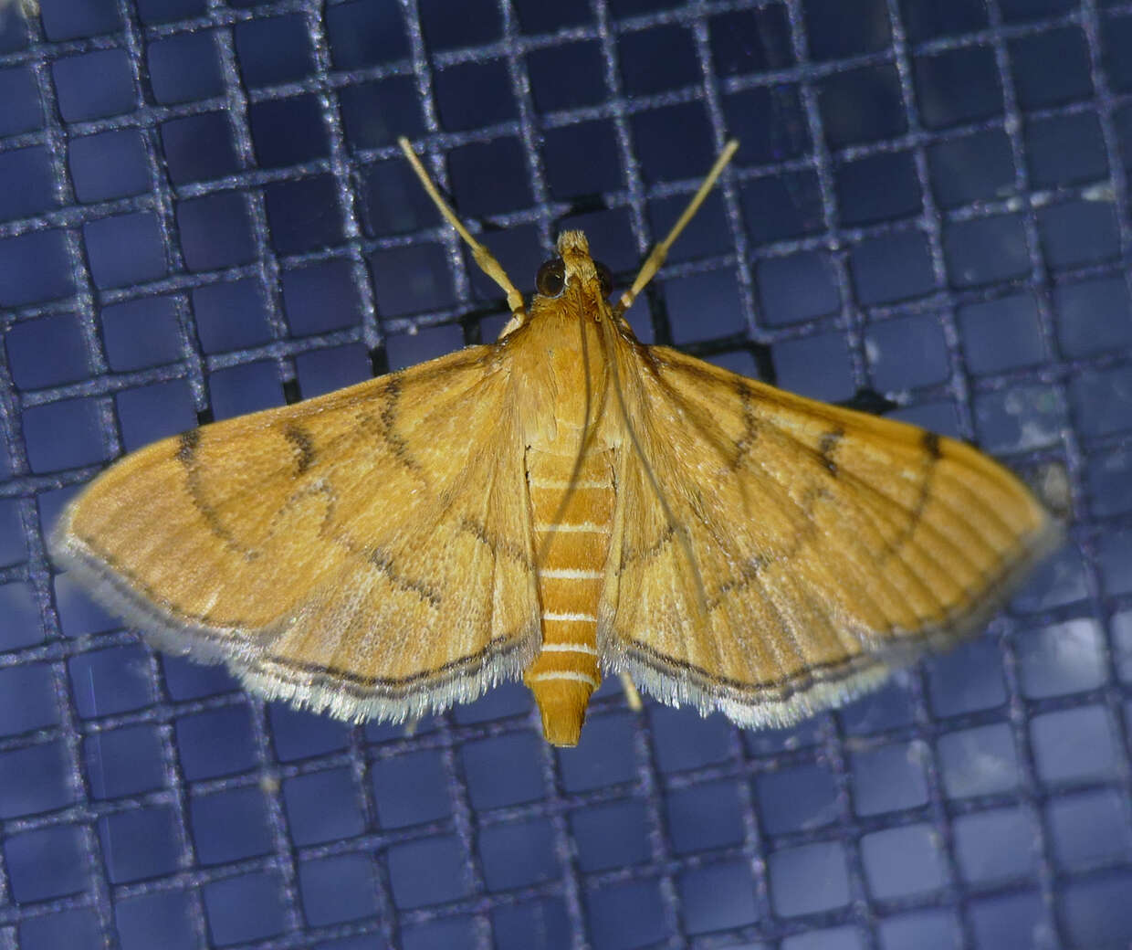 Image of Bean-leaf Webworm Moth