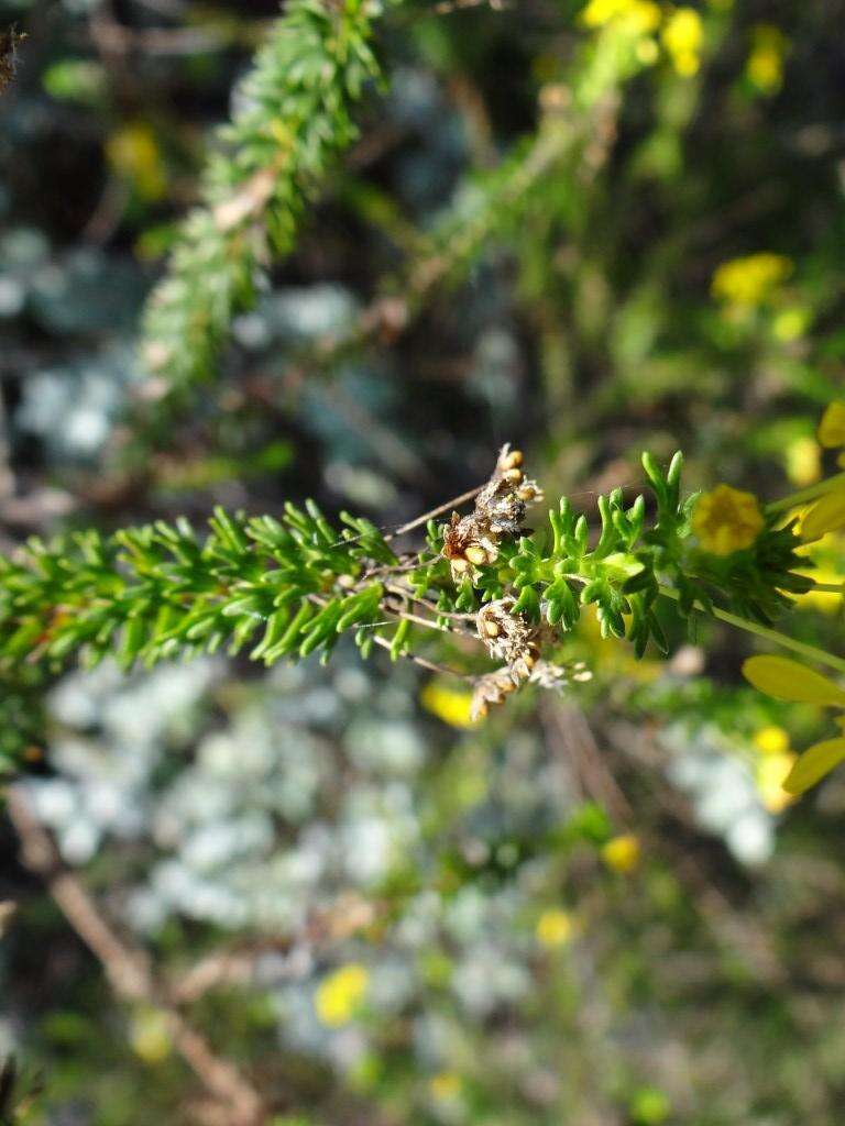 Image of Euryops virgineus (L. fil.) Less.