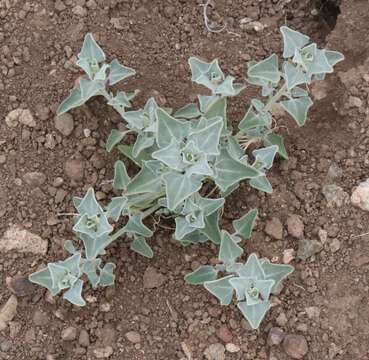 Chenopodium incanum (S Wats.) Heller的圖片