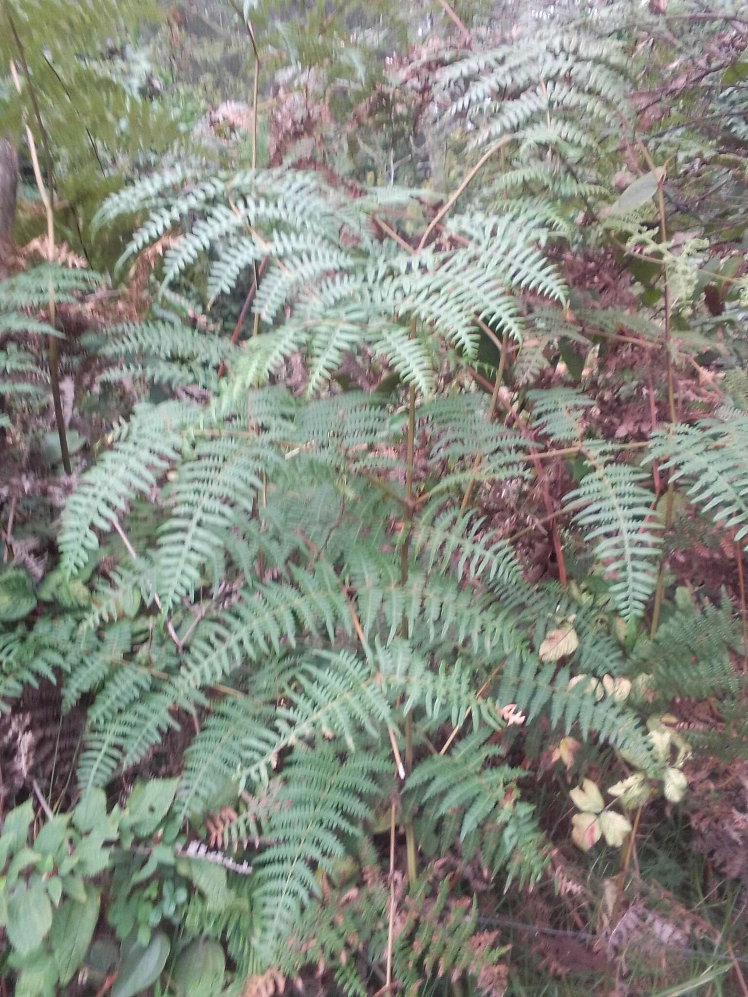 Слика од Pteridium arachnoideum (Kaulf.) Maxon