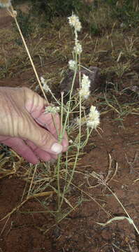 Image of Silky Burweed