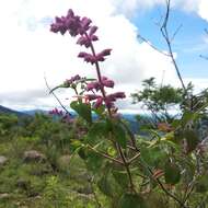 Image de Salvia lasiantha Benth.
