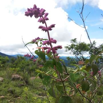 Image de Salvia lasiantha Benth.