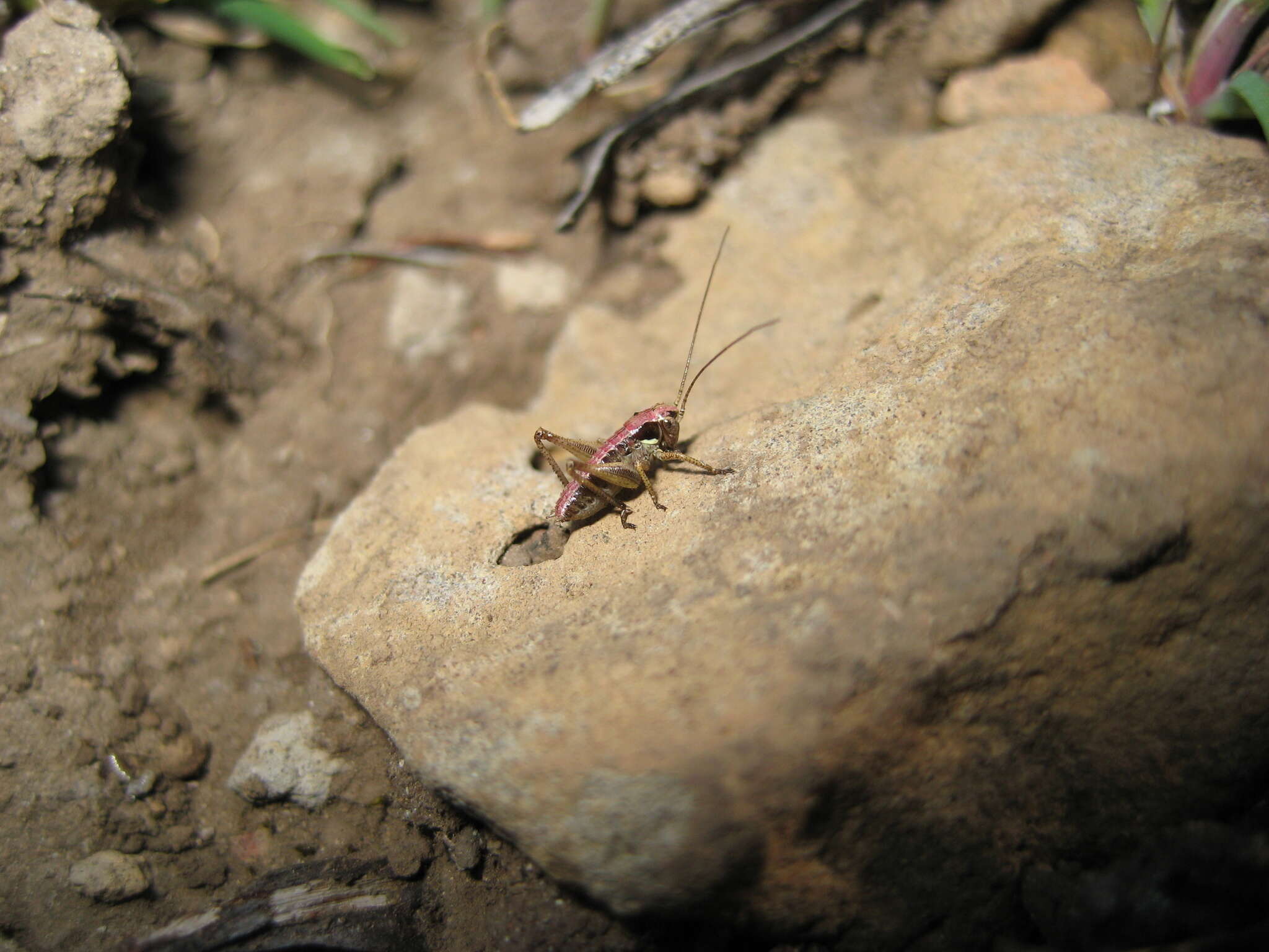 Image of Platycleis sabulosa Azam 1901