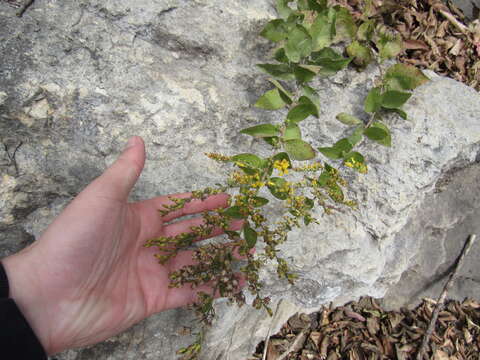 Image of Solidago drummondii Torr. & A. Gray