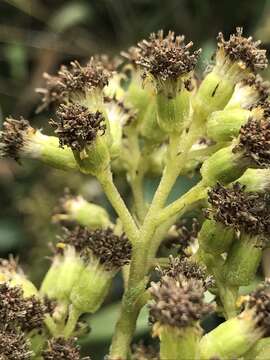 Image of Pentacalia breviligulata (Hieron.) Cuatrec.