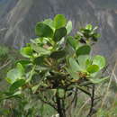 Image of Baccharis chachapoyasensis Cuatrec.