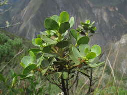 Image of Baccharis chachapoyasensis Cuatrec.