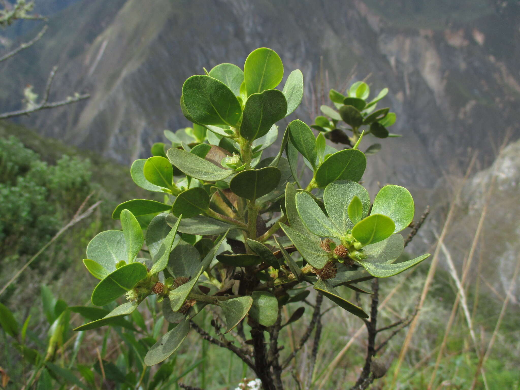 Image of Baccharis chachapoyasensis Cuatrec.