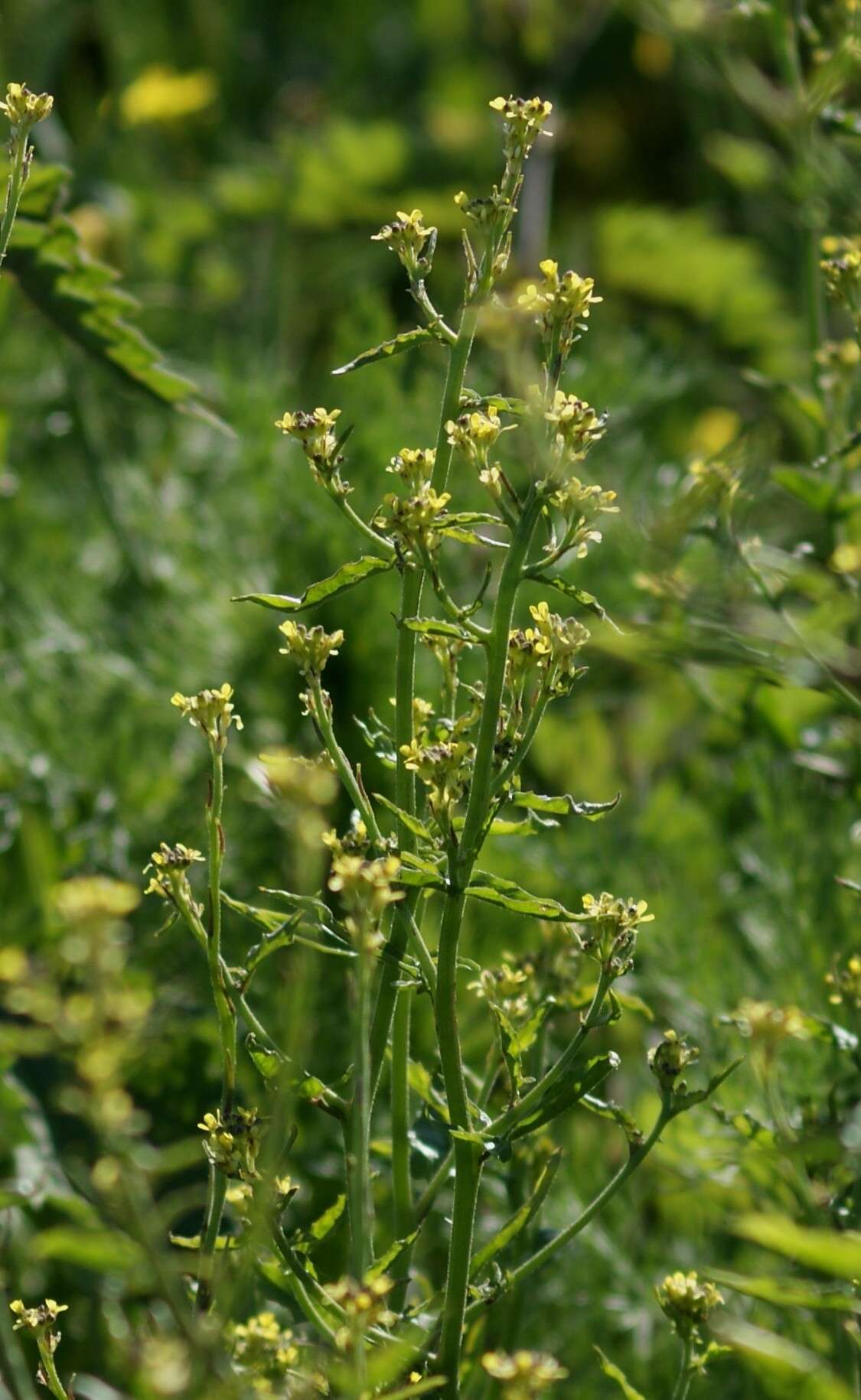 Imagem de Sisymbrium officinale (L.) Scop.