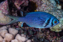 Image of <i>Chromis anadema</i>