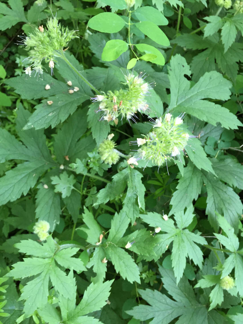 Image of Pacific waterleaf