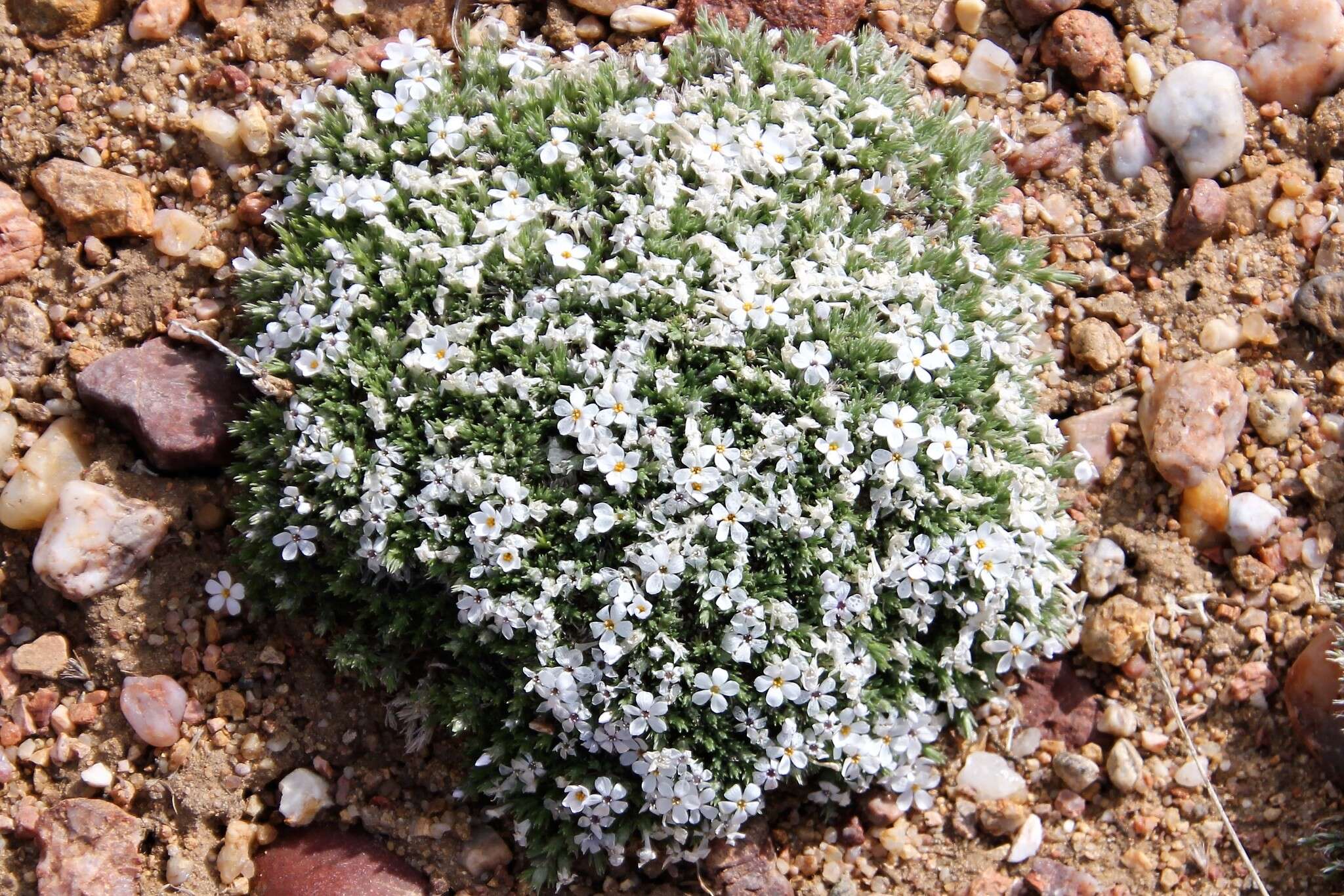 Imagem de Phlox hoodii subsp. muscoides (Nutt.) Wherry