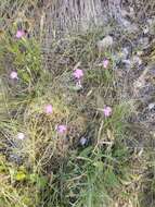 Image of Dianthus sylvestris subsp. tergestinus (Rchb.) Hayek