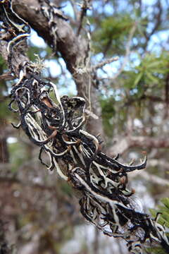 Image of duplicate tube lichen