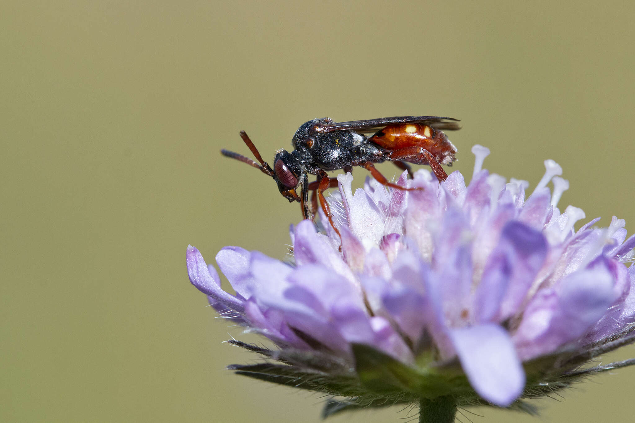 Image of Nomada armata Herrich-Schäffer 1839