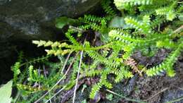 Image of Selaginella helvetica (L.) Spring