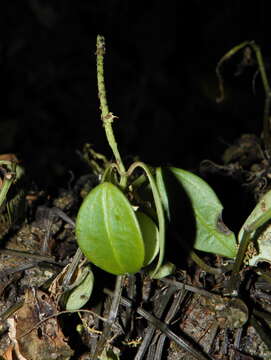 Image of cypress peperomia