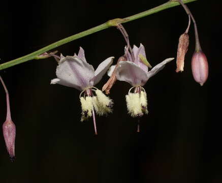 Image of Arthropodium milleflorum (Redouté) J. F. Macbr.