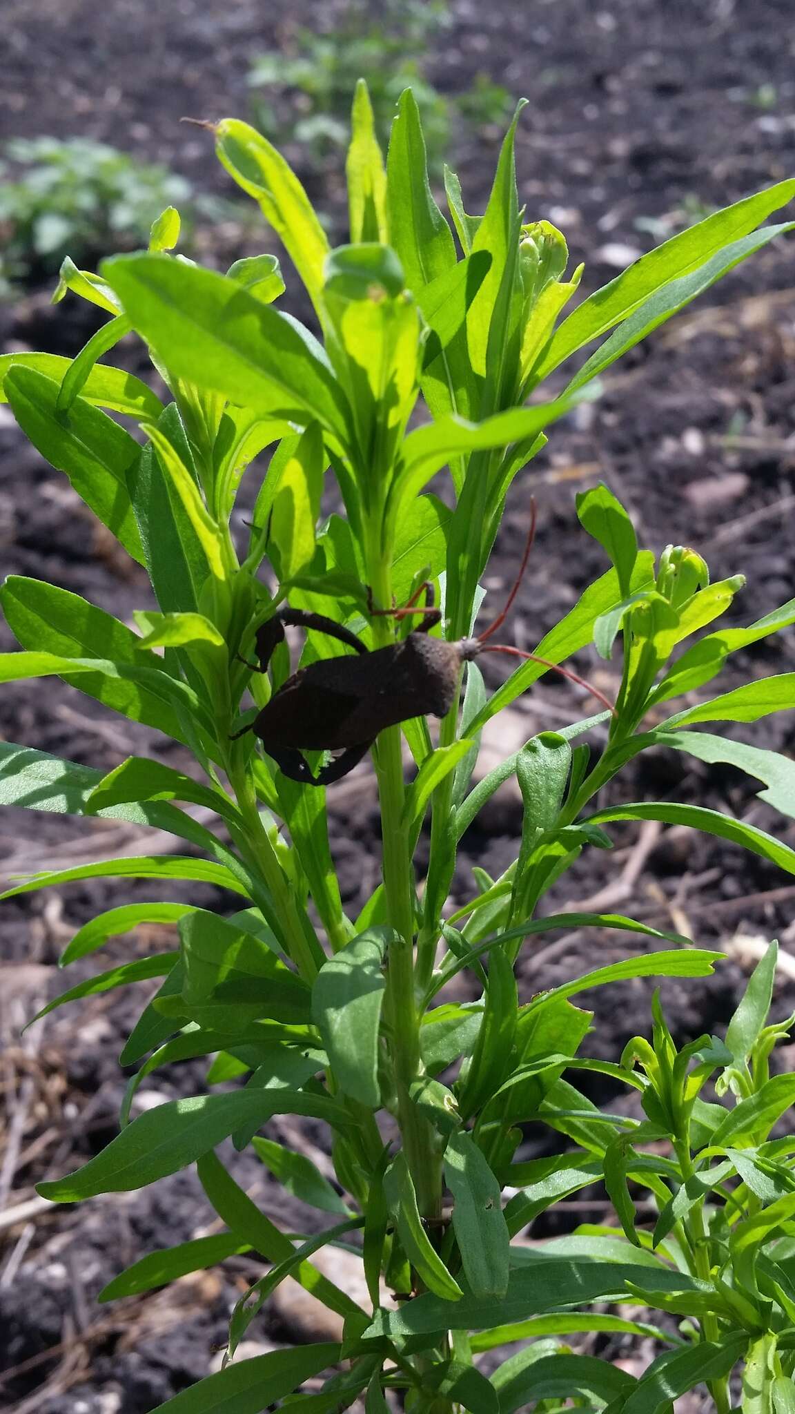 Image of Florida leaf-footed bug