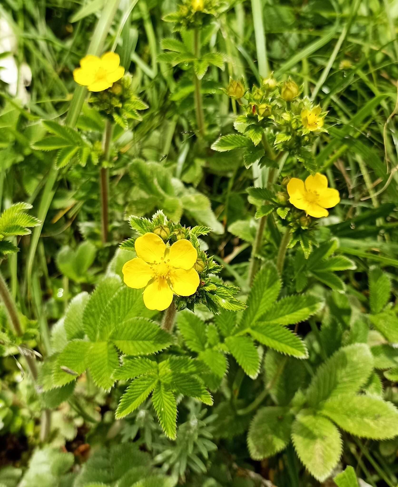 Image de Argentina polyphylla (Wall. ex Lehm.) Soják