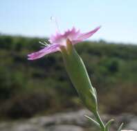 Dianthus hypanicus Andrz.的圖片