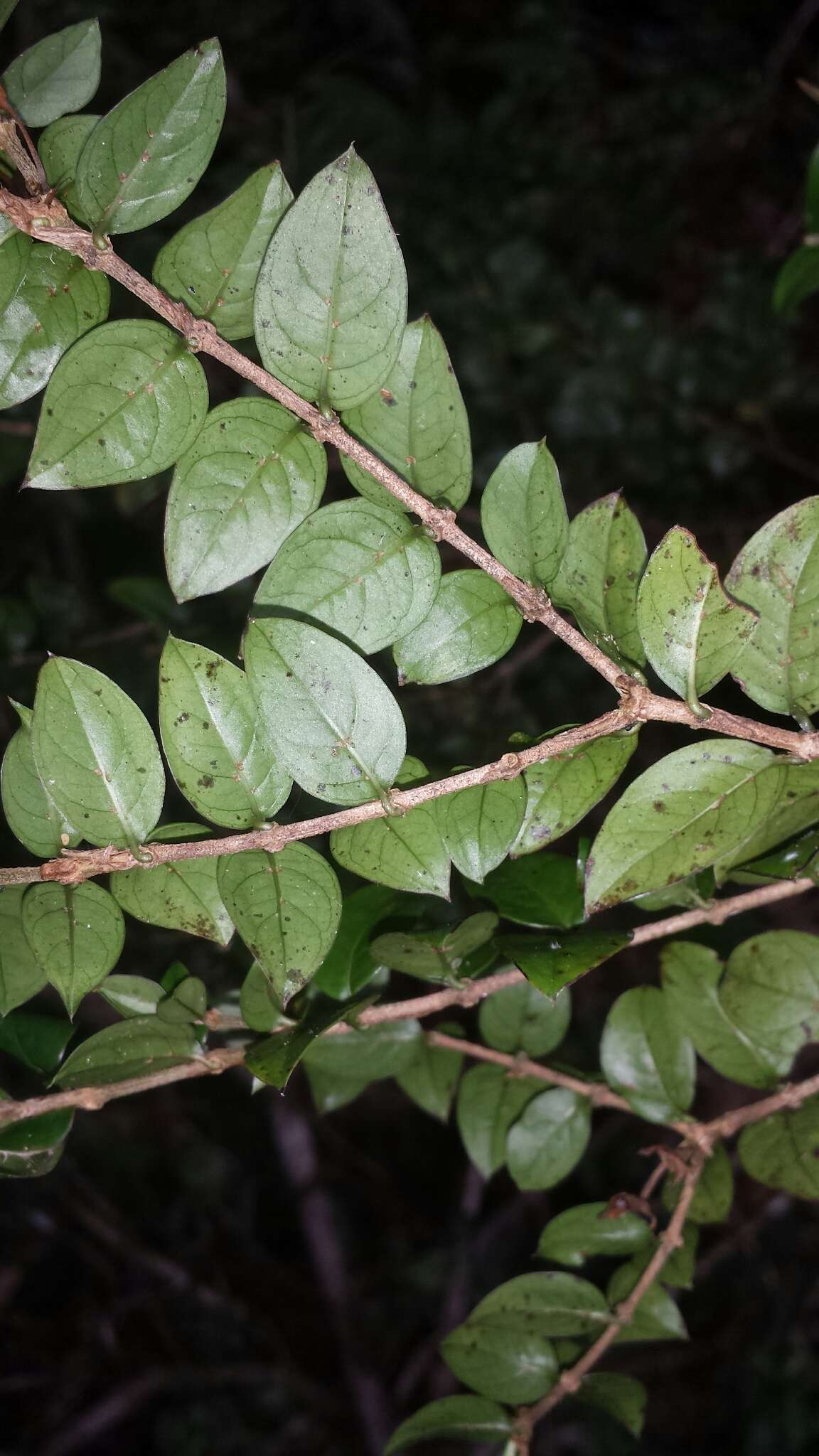 Image of Gaertnera madagascariensis (Hook. fil.) Malcomber & A. P. Davis