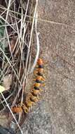 Image of Indian tiger centipede