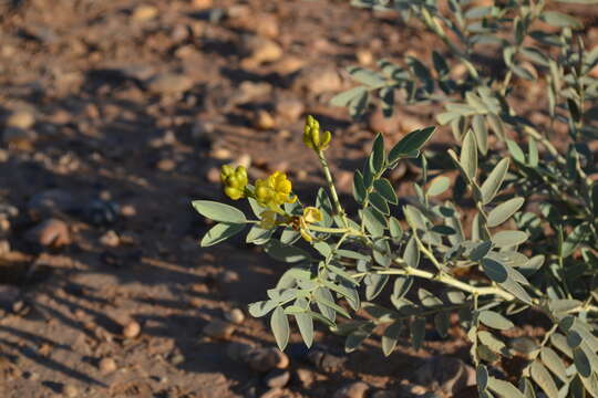 Image of Alexandrian senna