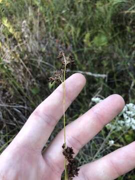 Image of Elliott's Beak Sedge