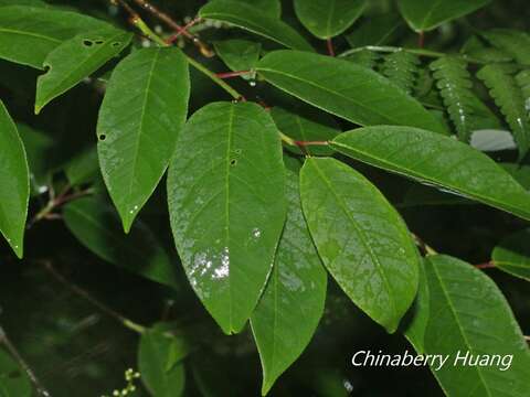 Image de Prunus obtusata Koehne