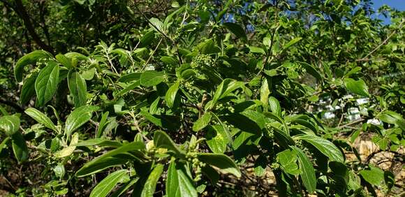 Imagem de Neopringlea integrifolia (Hemsl.) S. Wats.