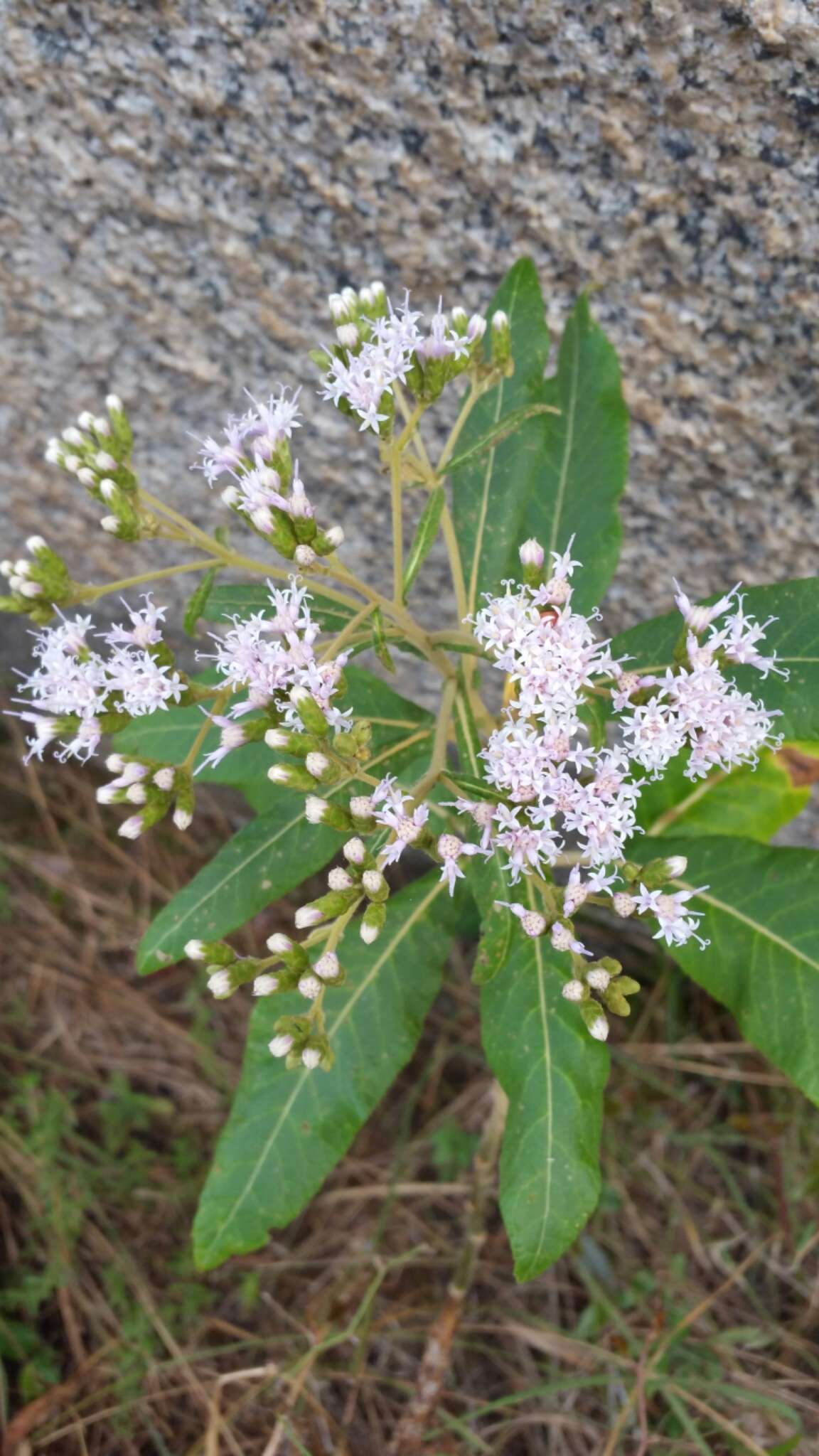 Image of Gymnanthemum appendiculatum (Less.) H. Robinson