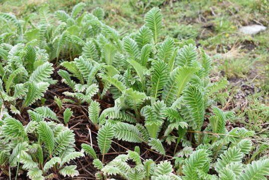 Image of Argentina peduncularis (D. Don) Soják