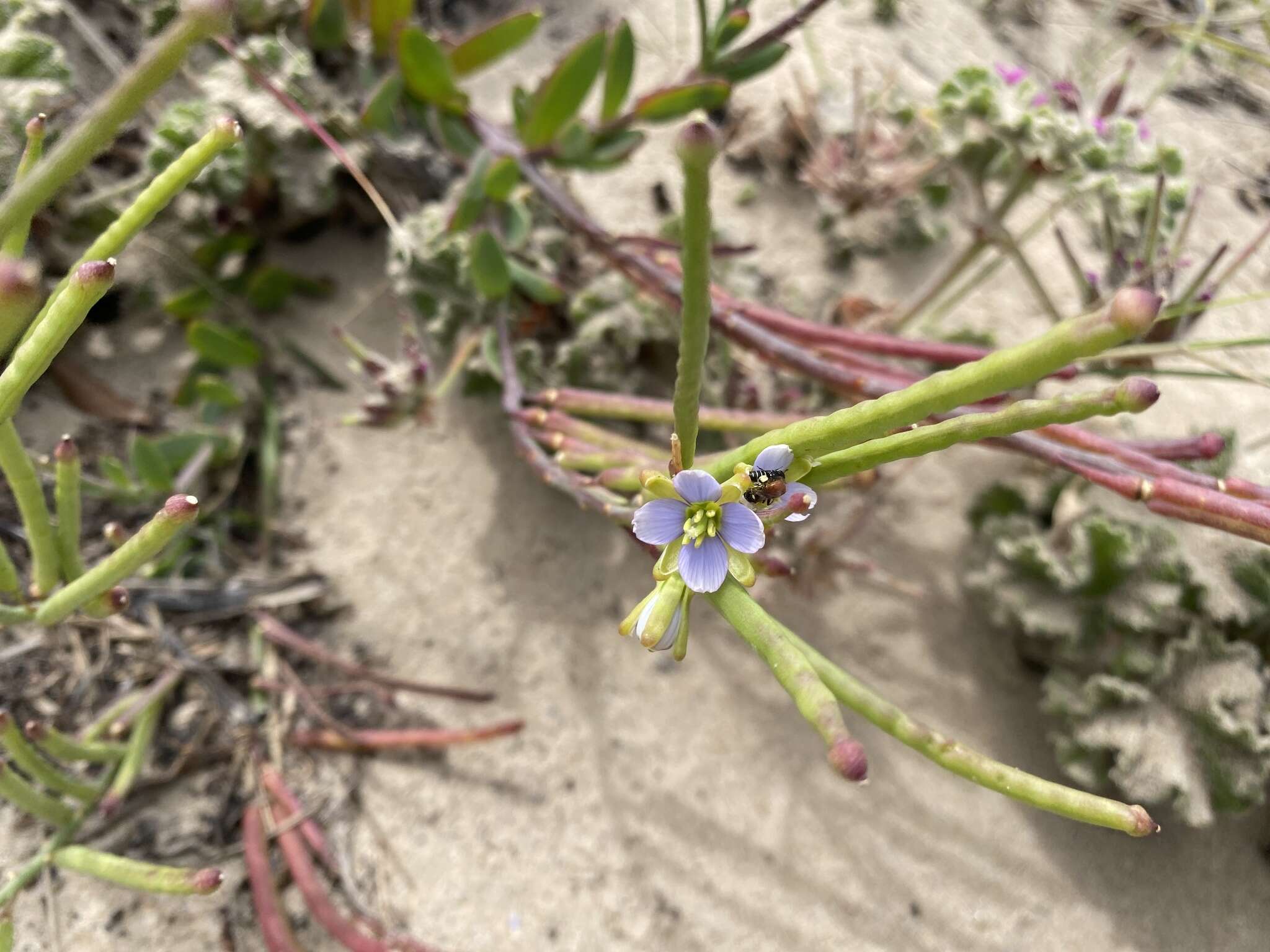 Imagem de Heliophila linearis var. reticulata (Eckl. & Zeyh.) Marais