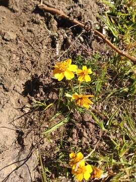 Image of Bidens anthemoides (DC.) Sherff