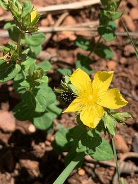 Image of Hypericum aethiopicum subsp. sonderi (Bred.) N. K. B. Robson