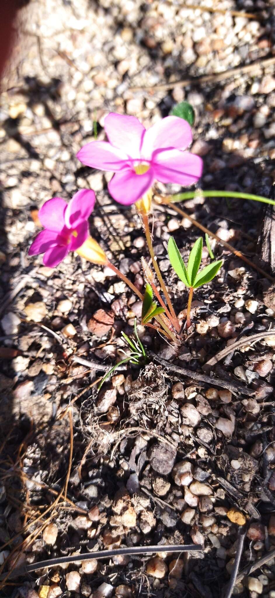 Image of Oxalis eckloniana var. sonderi Salter