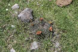 Image of Coryphantha georgii Boed.