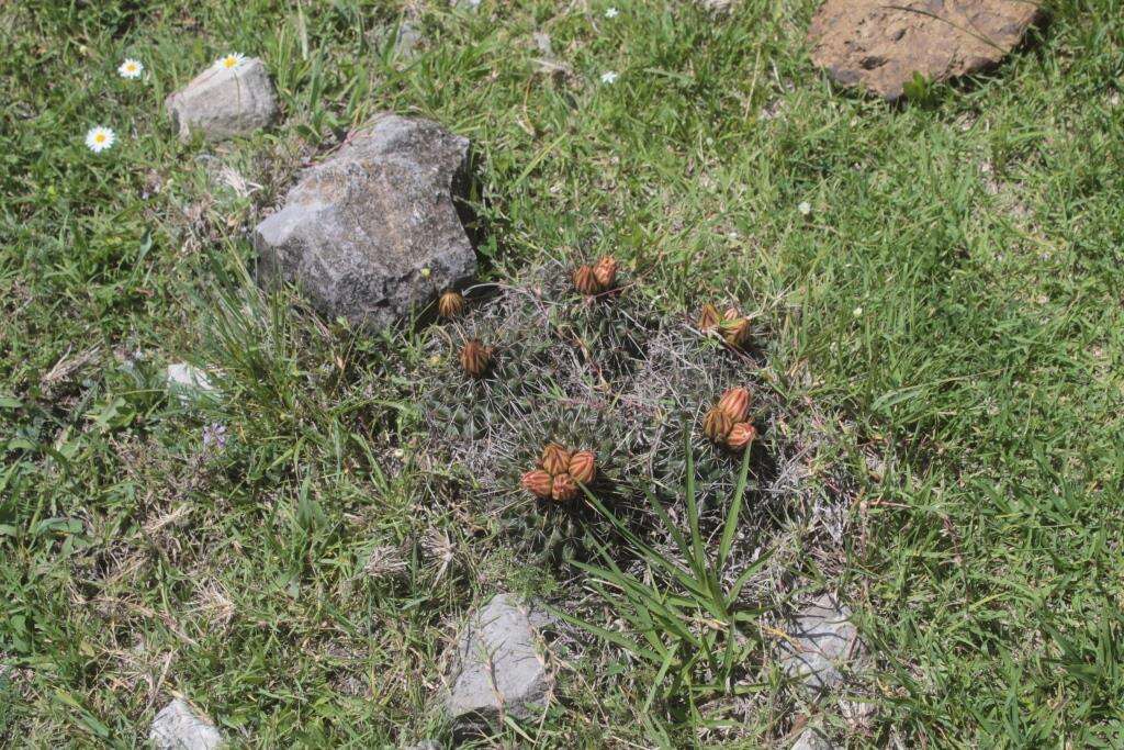 Image of Coryphantha georgii Boed.