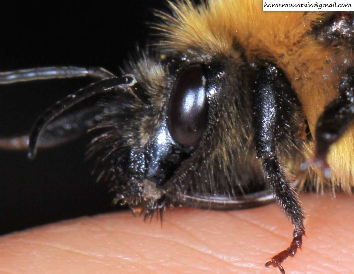 Image of Bombus koreanus (Skorikov 1933)